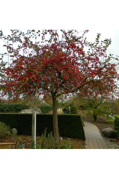 Malus domestica Red Sentinel - декоративная райская яблоня.